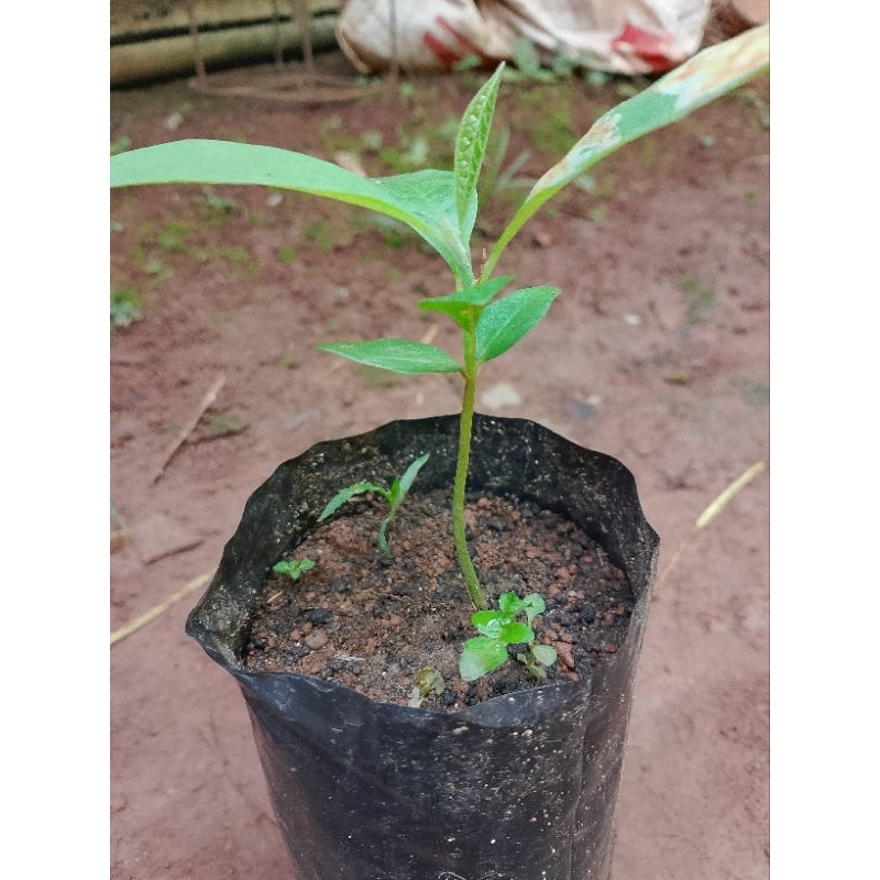 Bibit atau benih pohon manglid