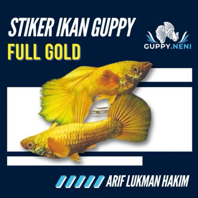 STIKER IKAN GUPPY FULL GOLD SIAP INDUK