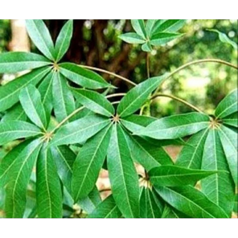 

DAUN RANDU ATAU DAUN KAPUK SEGAR ALAMI OBAT TRADISIONAL DI PETIK LANGSUNG SAAT DI PESAN
