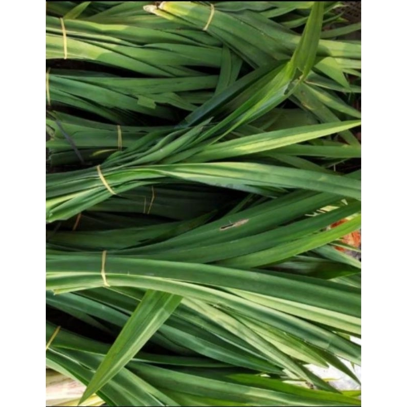 

daun pandan wangi fresh