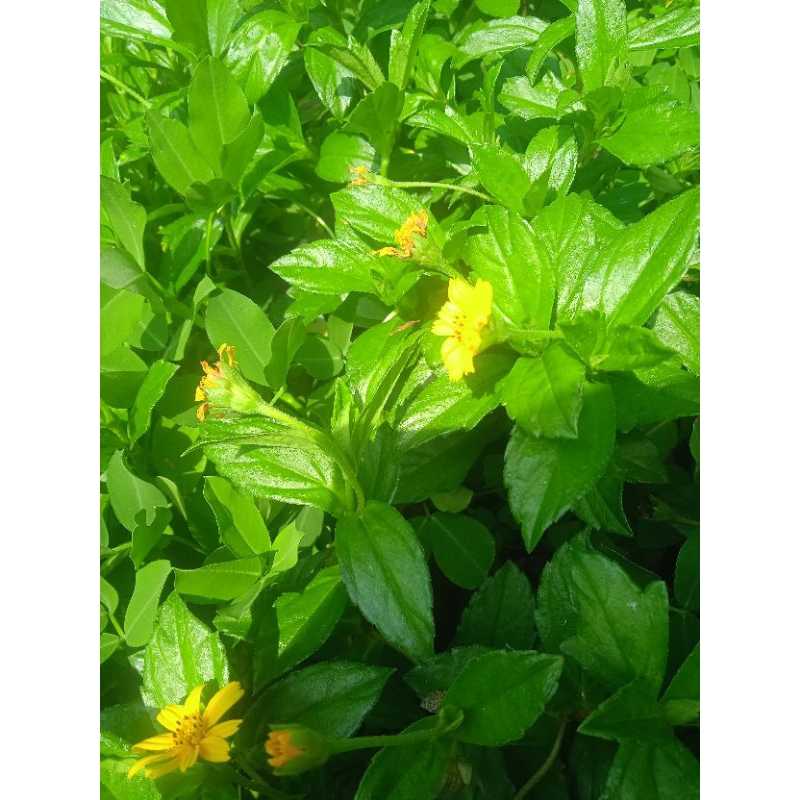 

jual daun seruni segar paket 1kg