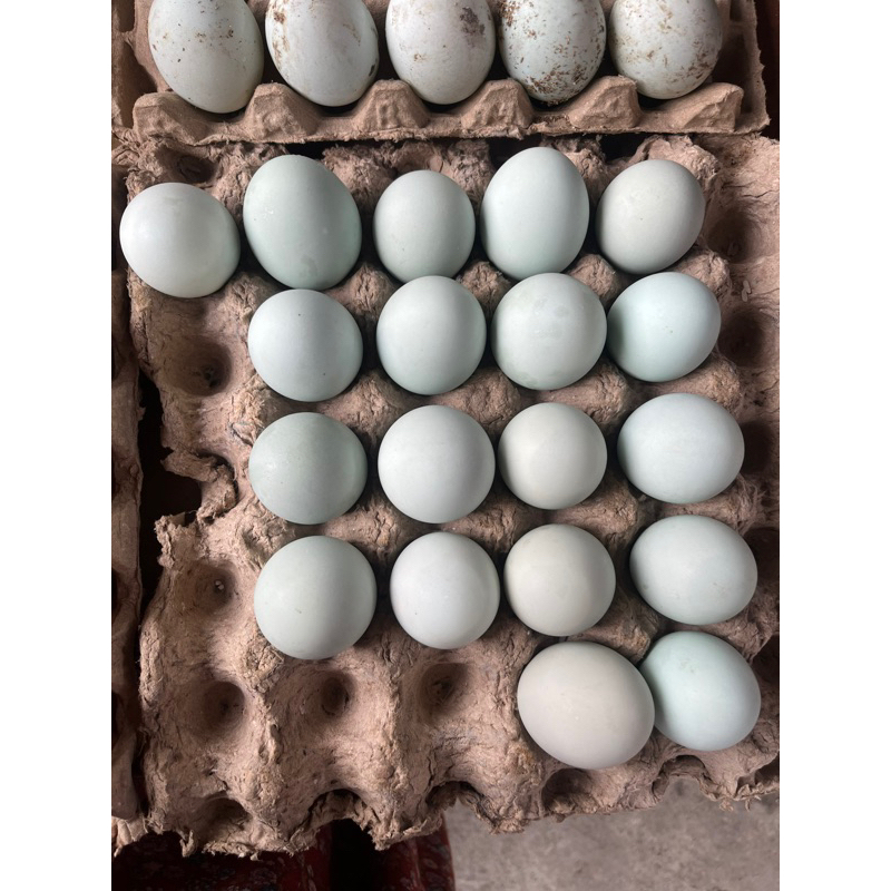 

Telur Bebek Asin