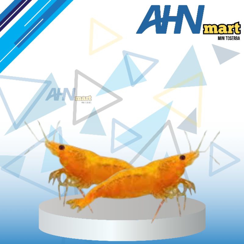 

Udang hias oren sunkist