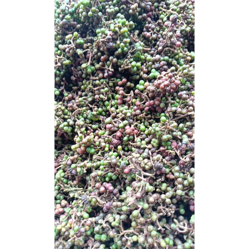 

Buah Andaliman Segar/Tuba Khas Batak/Lada Khas Batak