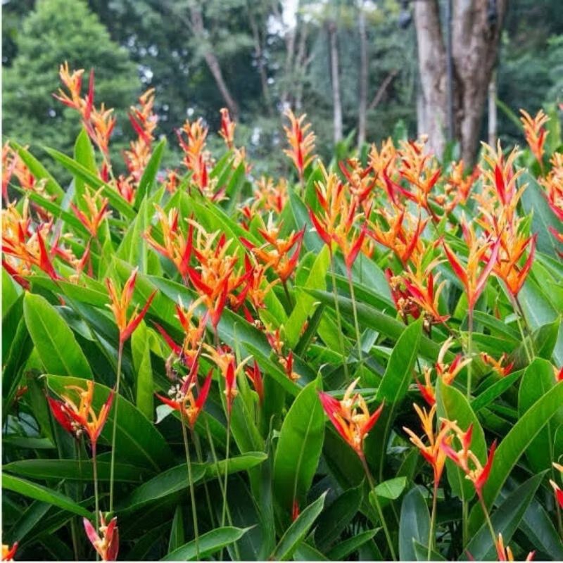 Tanaman Hias Pisang Heliconia - Pisang Pisangan - Tanaman Bunga Pisang Helliconia
