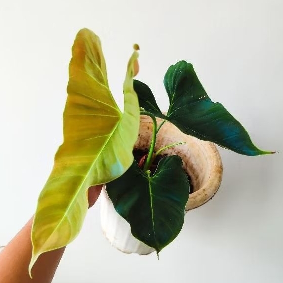 Philodendron Lupinum