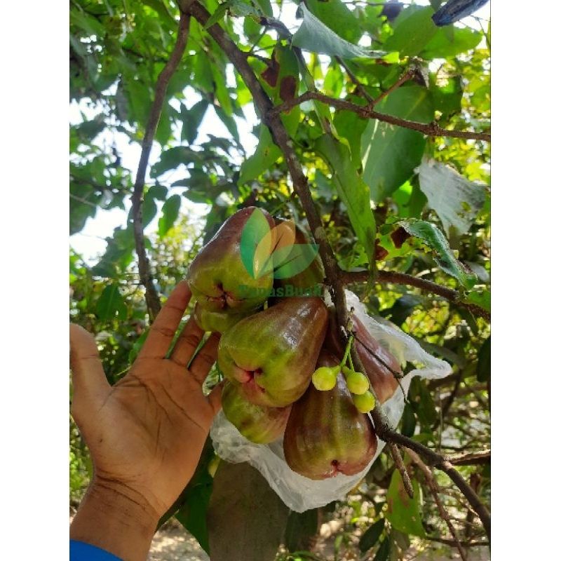 

NEW ~ Bibit Jambu Air Black Giant ~ Fresh Cangkok