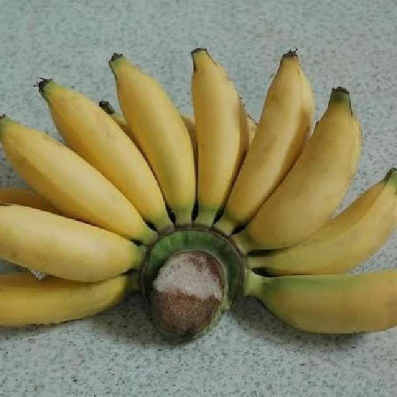 

pisang uli per 1 kg
