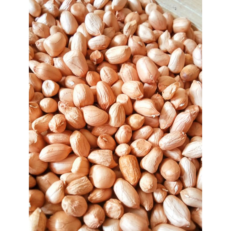 

kacang tanah mdr