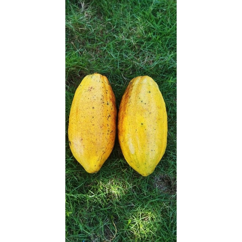 

Coklat buah kakao masak pohon. 600-1000 gram
