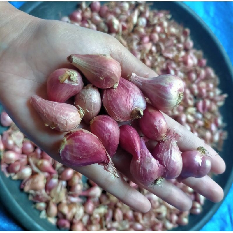 

termurah bawang merah nganjuk tanggung kecil(kering)
