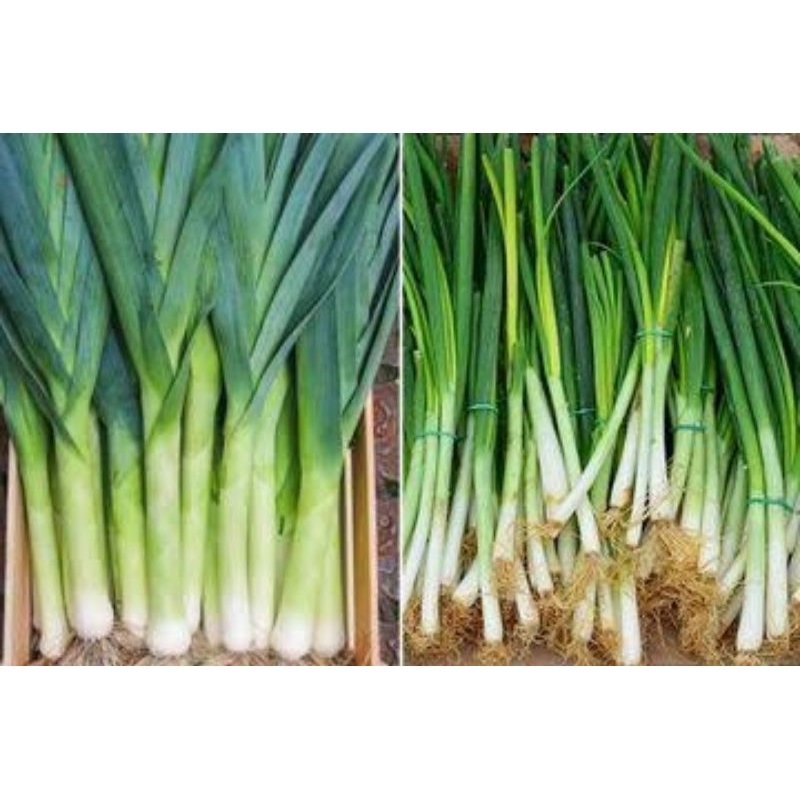 

bawang daun seledri fresh sayur segar