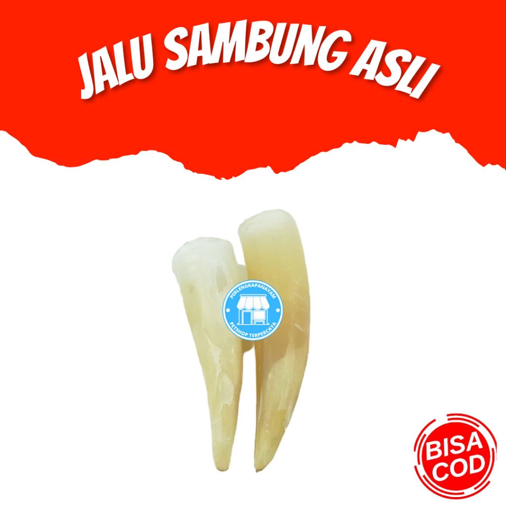 JALU SAMBUNG 3 CM Jalu Ayam Asli Taji Ayam