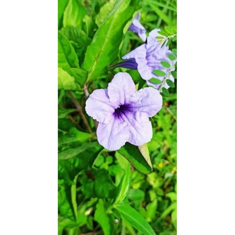 

daun kencana wungu fresh 100gr