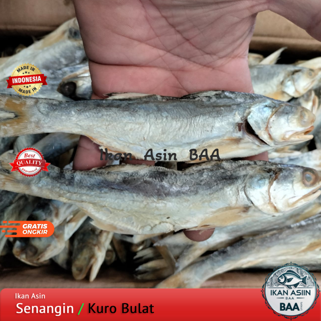

Ikan Asin Senangin | Ikan Asin Kuro Bulat Kering Kualitas Super