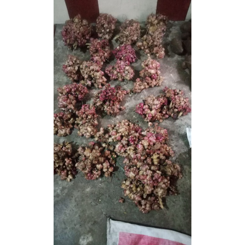 rimpang ubi yacon asli
