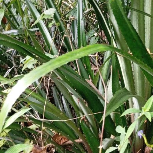 

Daun nanas merah nanas hutan segar organik paket 1 kg