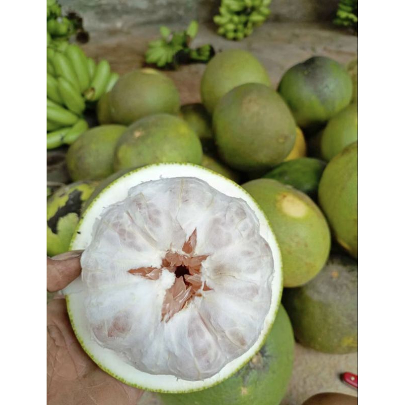 

jeruk madu Muria pamelo manis segar berat 900-1200 gram