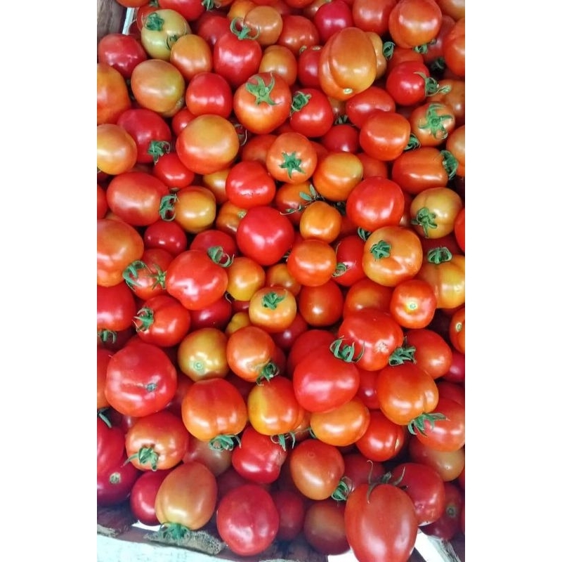 

Tomat sayur fresh