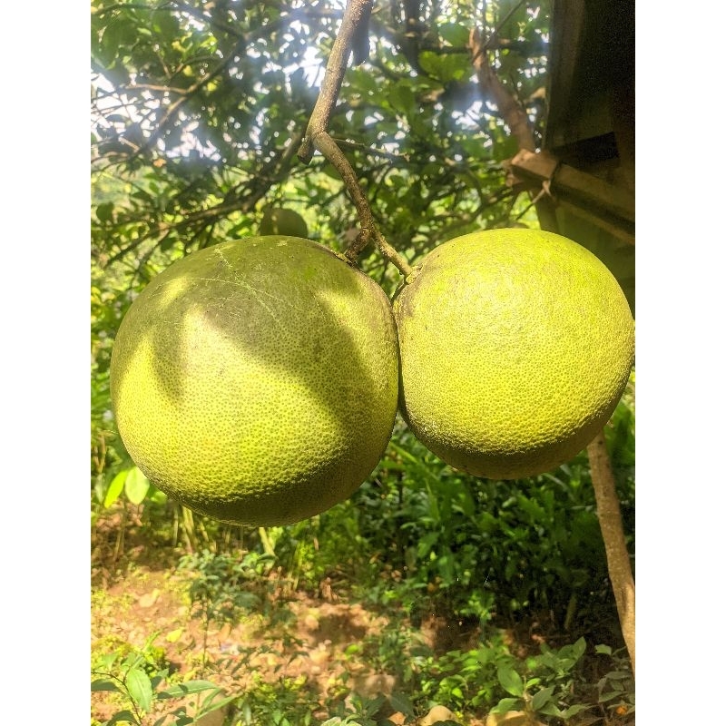 

jeruk pamelo khas muria berat 700-850 gram,rasa dijamin manis