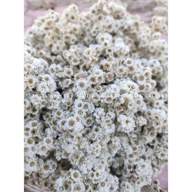 FG-(30 TANGKAI) BUNGA EDELWEIS BUDIDAYA/BUNGA EDELWEIS KERING ASLI/BUNGA KERING /DRIED FLOWERS