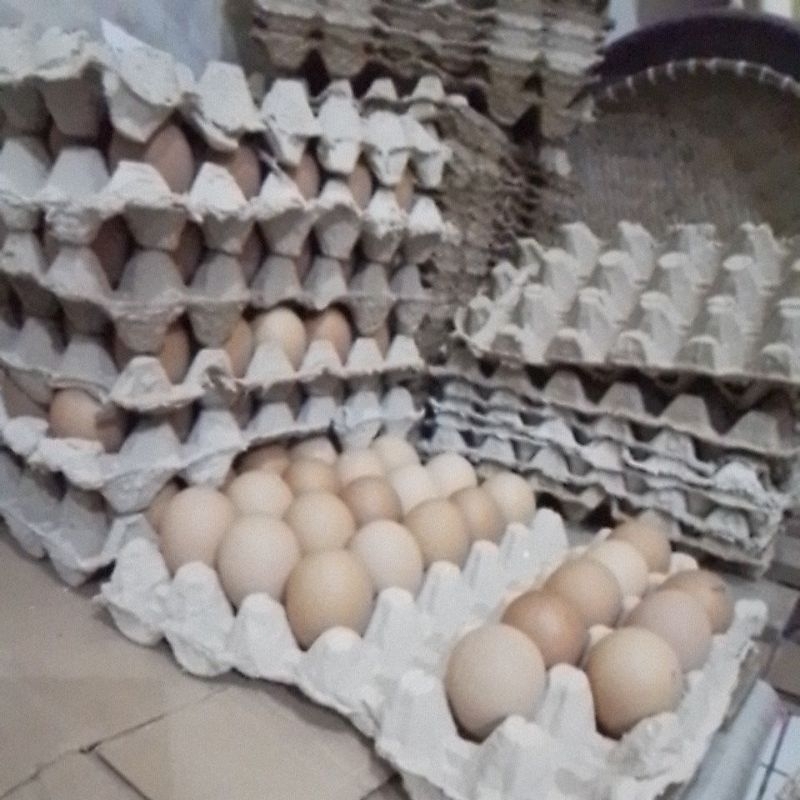 

TELUR AYAM RAS SEGAR, DARI KANDANG LOKAL