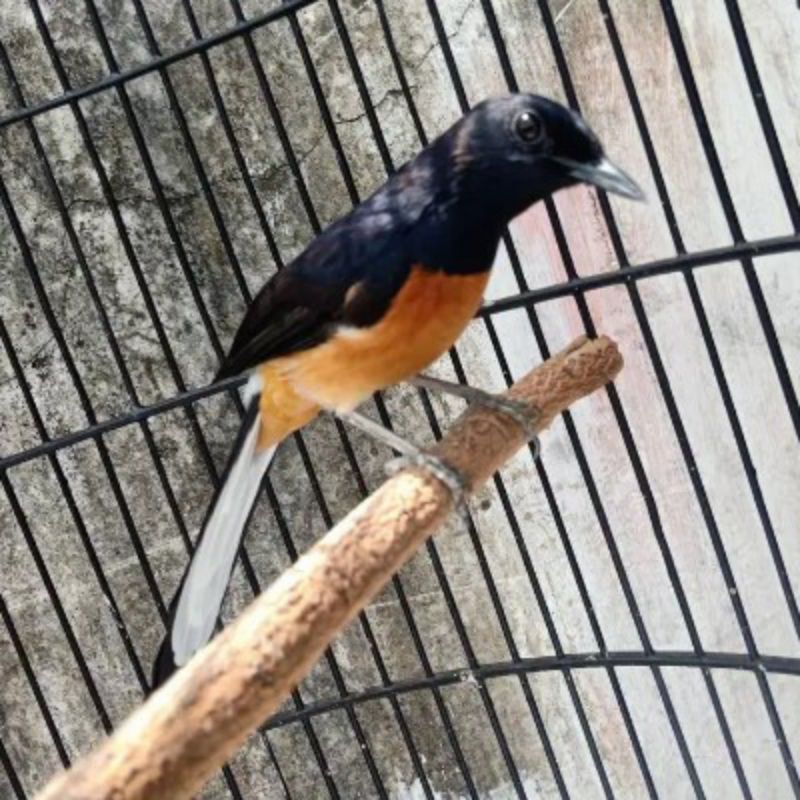 Murai batu jantan mulus Terbaik ekor panjang