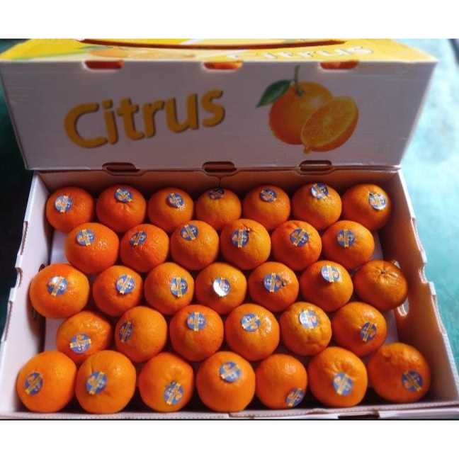 

Jeruk Wogan Royal Premium