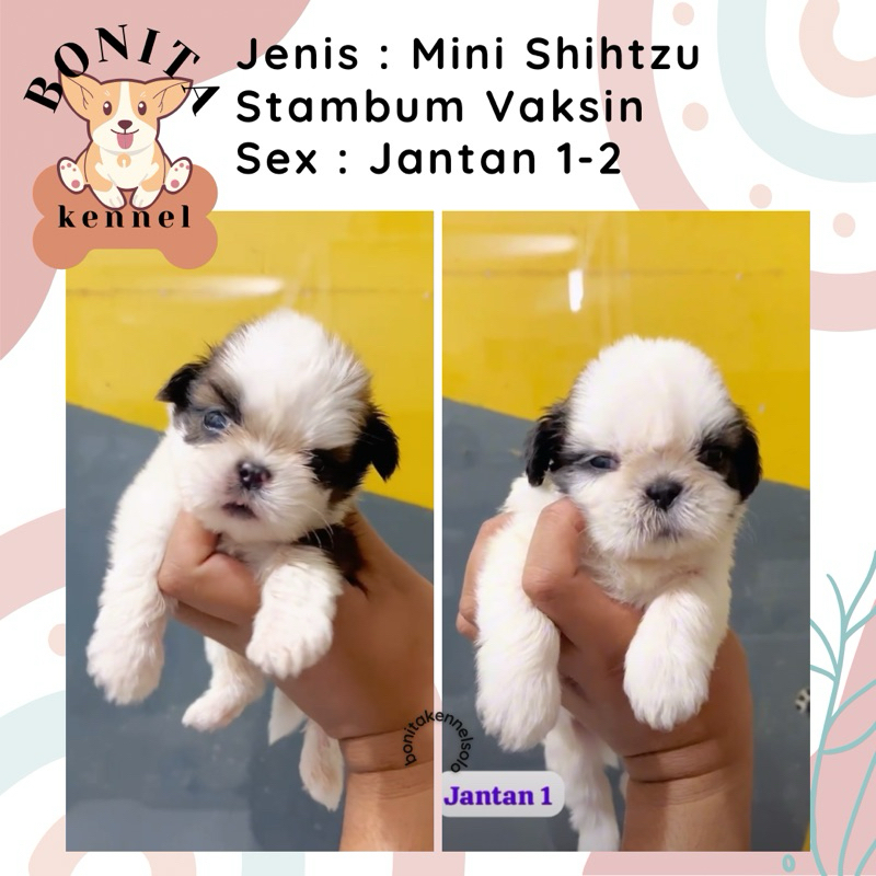 Mini Shihtzu Stambum Anak Anjing Mini Shih Tzu Shitzu Sitzu Jantan Betina