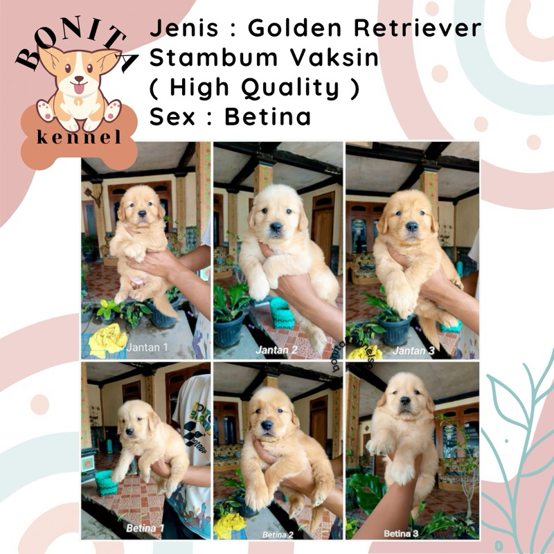 Golden Retriever Stambum Jantan Betina Anak Anjing Golden