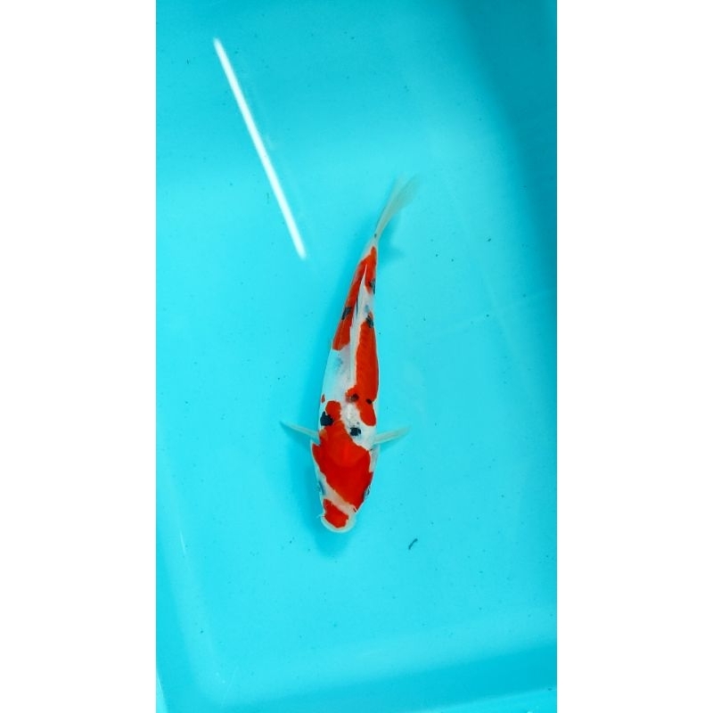 ikan koi blitar sanke doitsu 23 cm