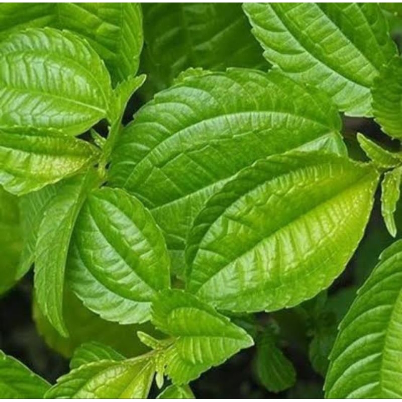 

Promo COD Daun Poh-pohan lalapan Sunda segar 100gram