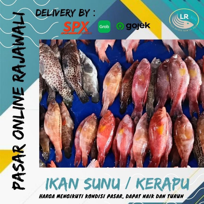 

Ikan sunu/kerapu