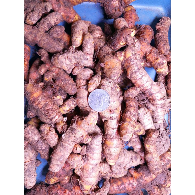 

KUNYIT SUPER /KUNYIT SUPER SEGAR PREMIUM / KUNIR