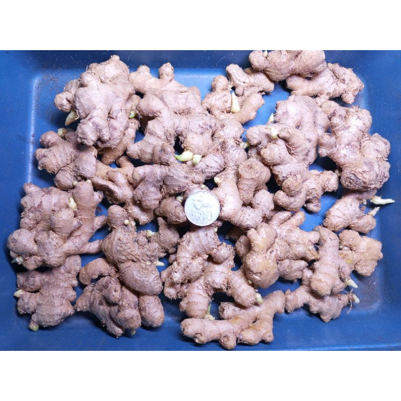 

JAHE SUPER BUMBU MASAK / JAHE SUPER PREMIUM