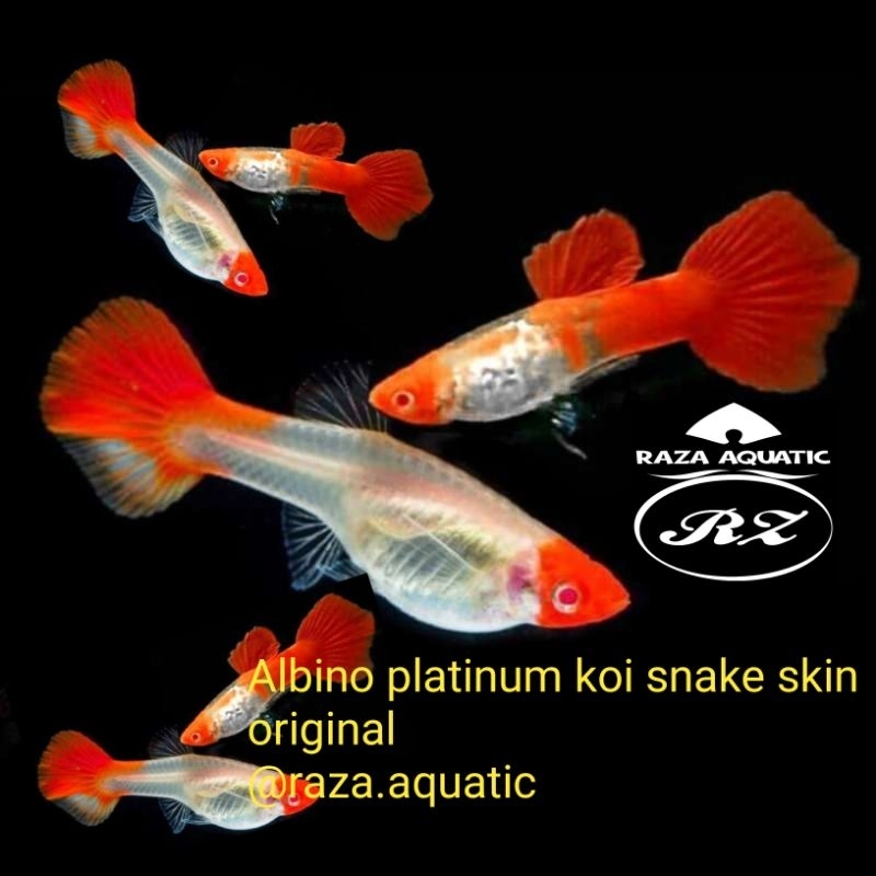 Hiasan parfum original albino platinum koi snake skin
