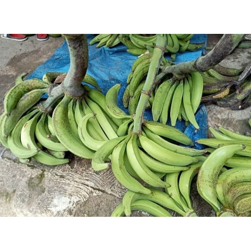 

pisang tanduk muria 6 biji