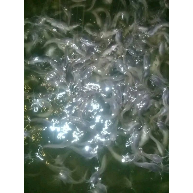 

LELE SANGKURIANG UKURAN 5-7 cm.
