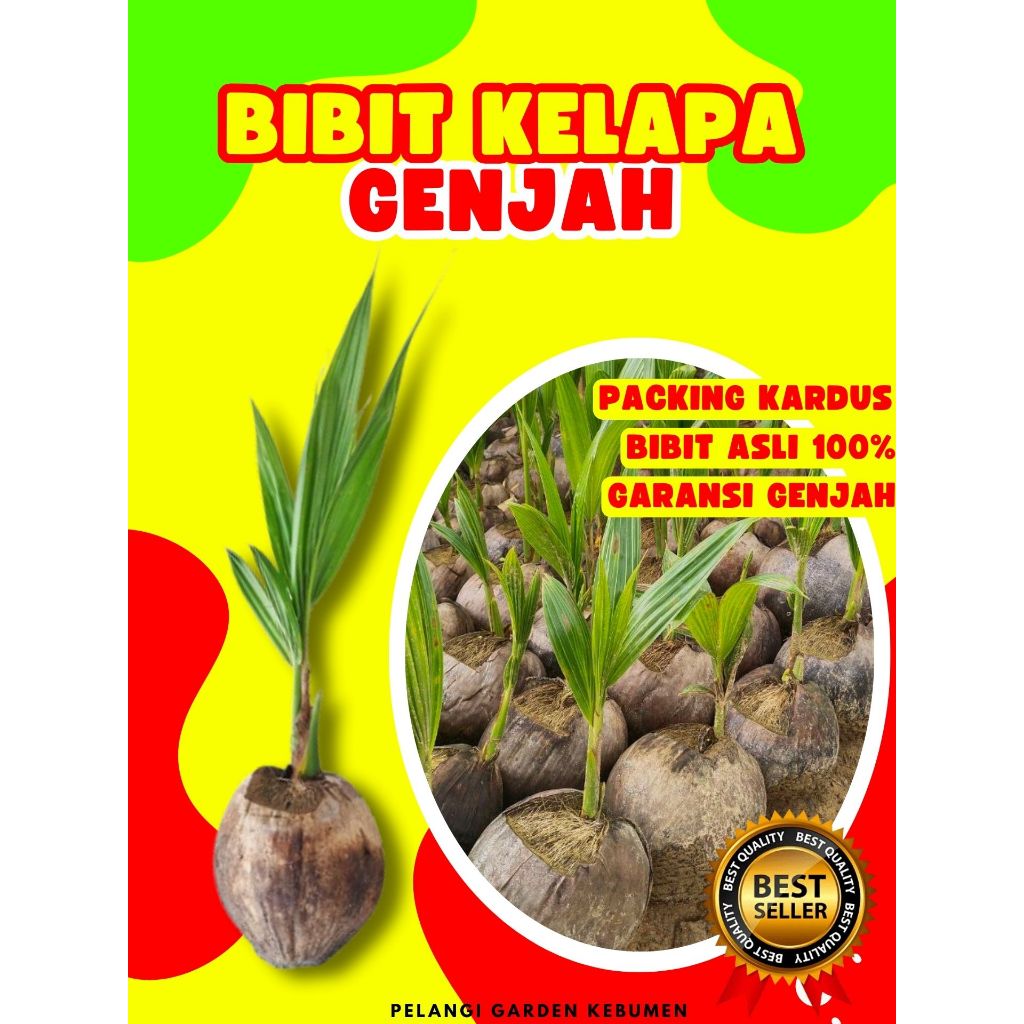 CEPAT BERBUAH.. Tanaman Buah Kelapa Entog, Tanaman Buah Kelapa Entok Anakan