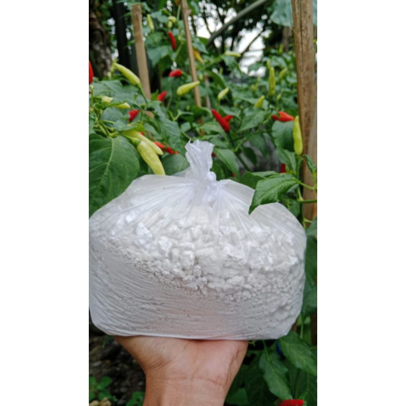 

Pati Garut Asli – Solusi Tepung Sehat untuk Keluarga