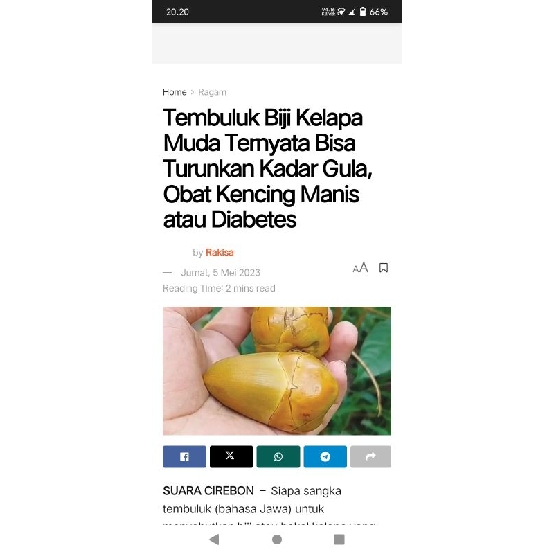 

beluluk/pentil kelapa muda