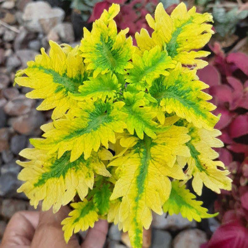 Miana ekor naga kuning - tanaman hias miana ekor naga