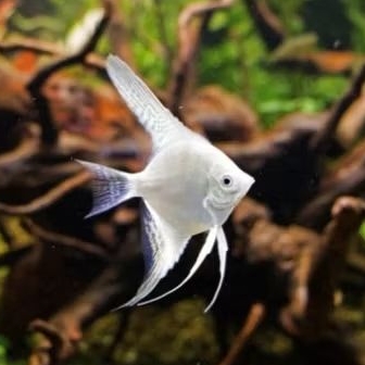 MANFISH PLATINUM size