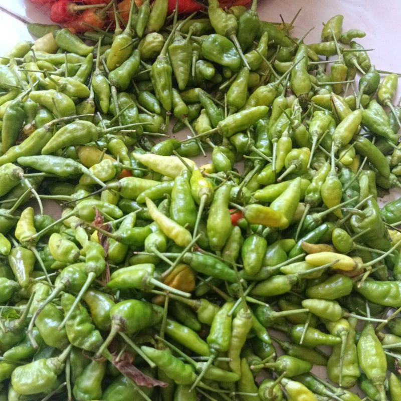 

Lombok hijau lokal blitar