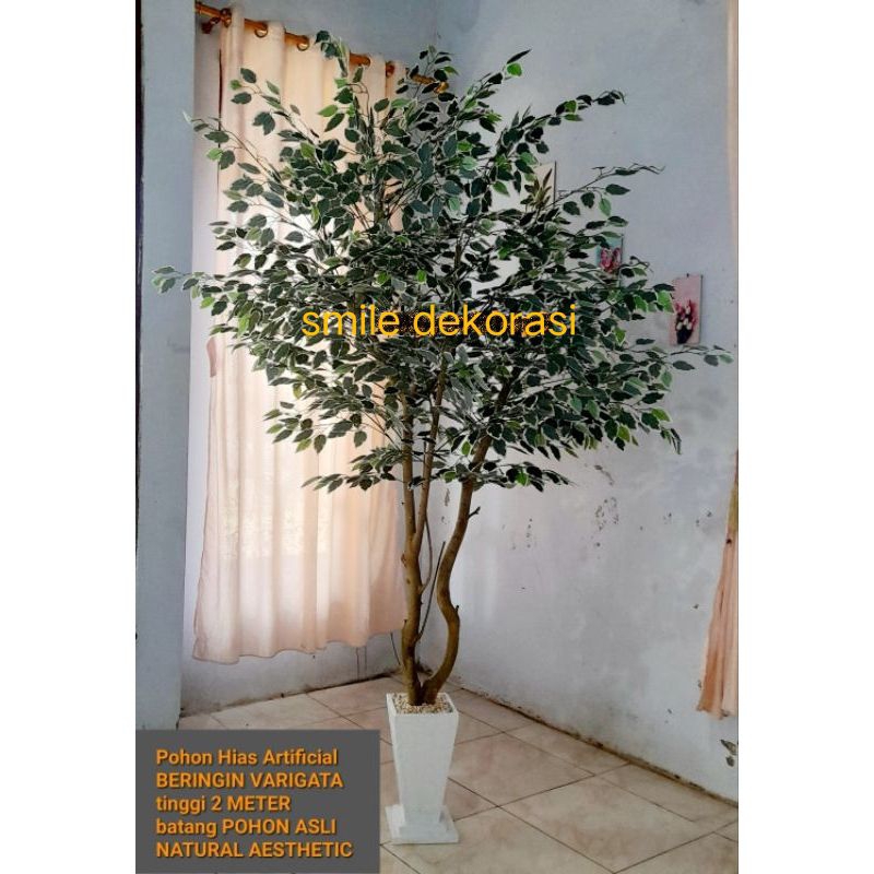 NEW ARRIVAL pohon beringin varigata artificial TINGGI 2 METER//Dekorasi ruangan mewah//tanaman hiasa
