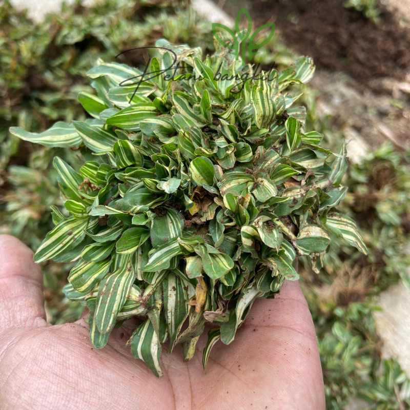 bibit rumput gajah mini varigata persobekan