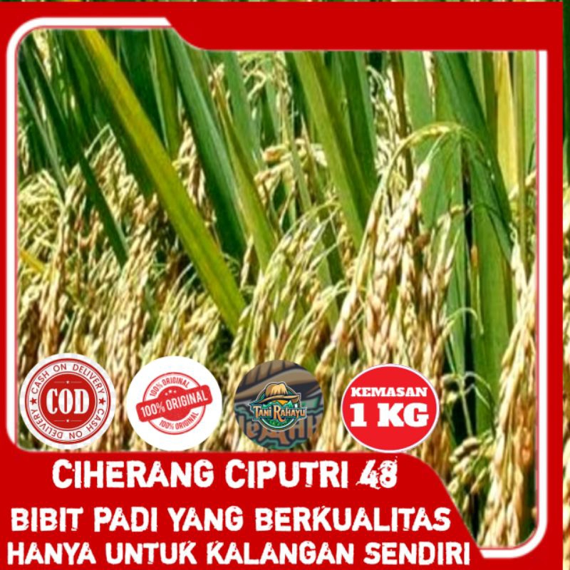 BENIH BIBIT PADI CIHERANG CIPUTRI48 ORIGINAL KEMASAN 1KG