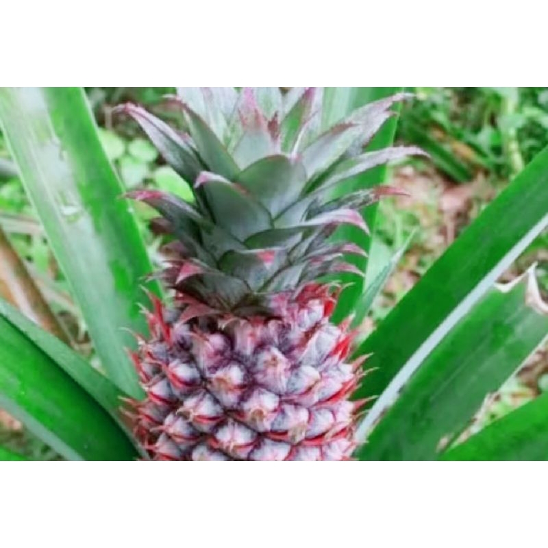 

nanas muda seger pres