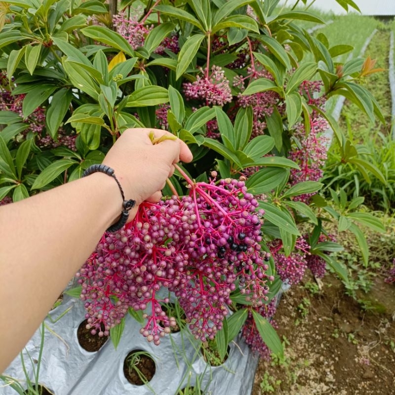 

DIARY PETANI - 250 Gram Buah Parijoto Segar Siap Konsumsi Cocok Untuk Promil