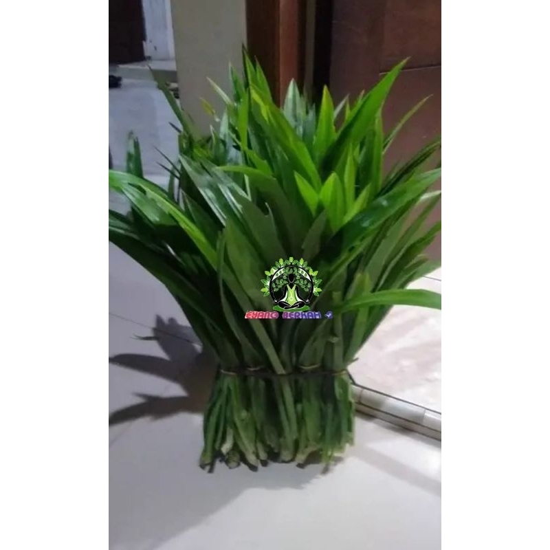 

DAUN PANDAN WANGI Fress,Segar, murah